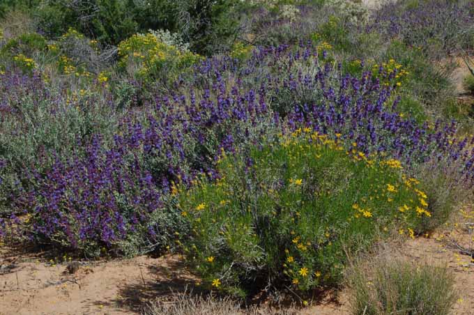 spring flowers, looking north